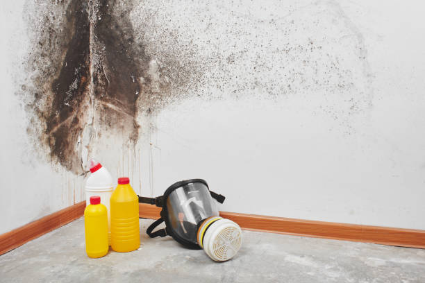 Best Mold Removal and Inspection  in Elroy, WI