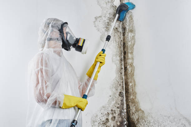 Best Mold Damage Repair  in Elroy, WI