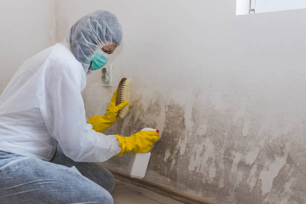 Best Crawl Space Mold Removal  in Elroy, WI