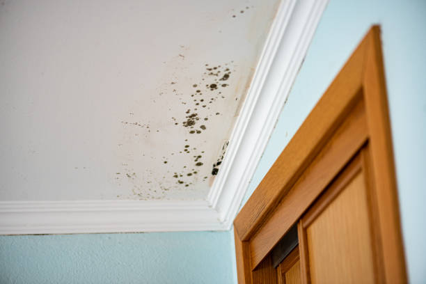 Mold Removal and Inspection in Elroy, WI