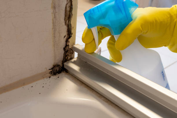 Best Attic Mold Removal  in Elroy, WI