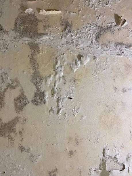 Mold Removal Process in Elroy, WI