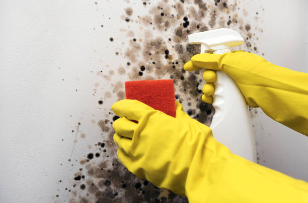 Best Mold Removal Specialists  in Elroy, WI