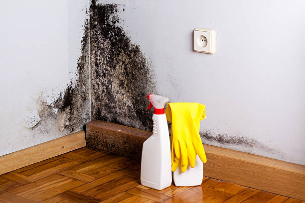Best Mold Removal Specialists  in Elroy, WI