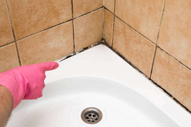 Best Certified Mold Removal  in Elroy, WI